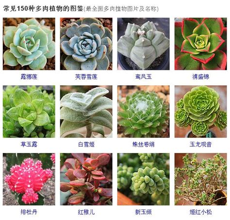 多肉植物名稱查詢|258种常见多肉图谱,1分钟认全